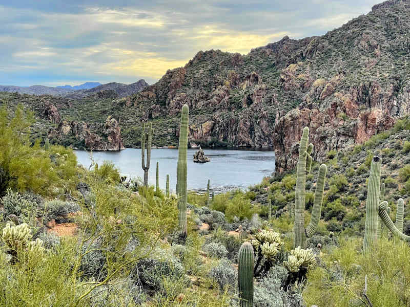 Cacti