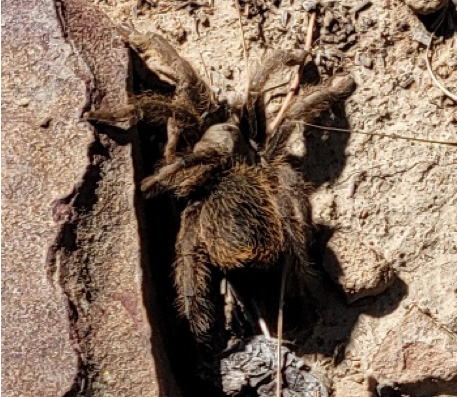 spider