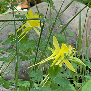 yellow