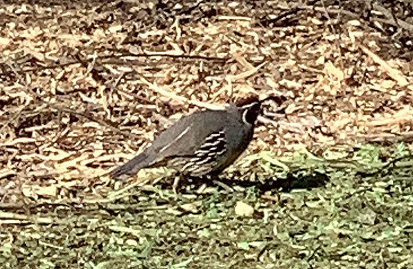 bird