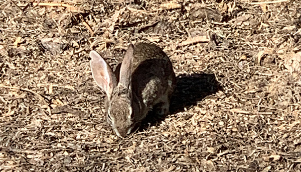 rabbit