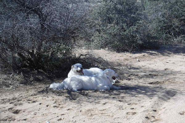 Dogs