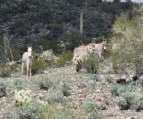 Burros