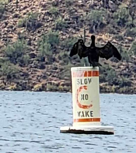 Cormorant