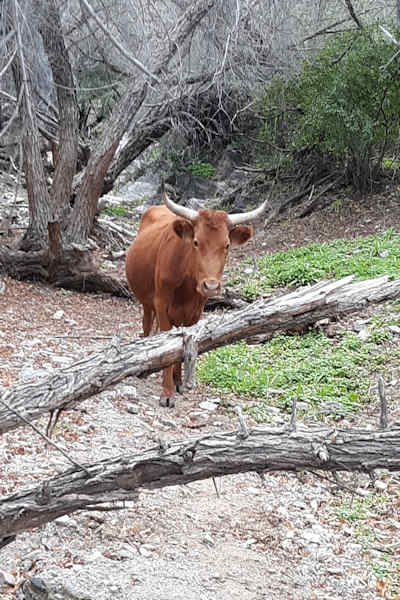 Cow