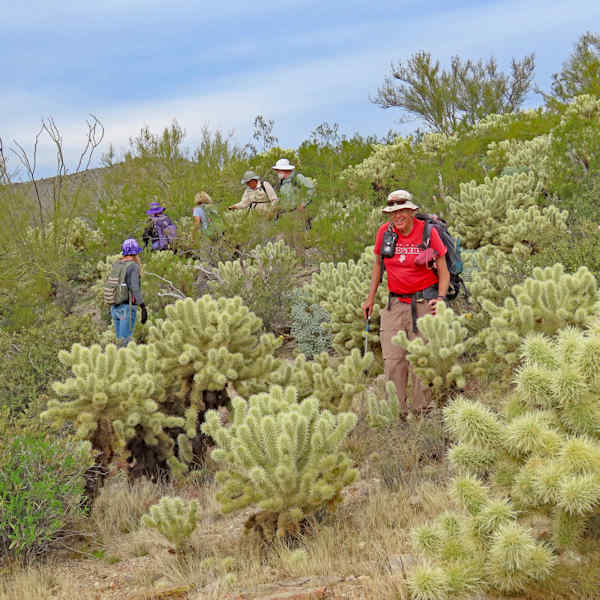 Cholla