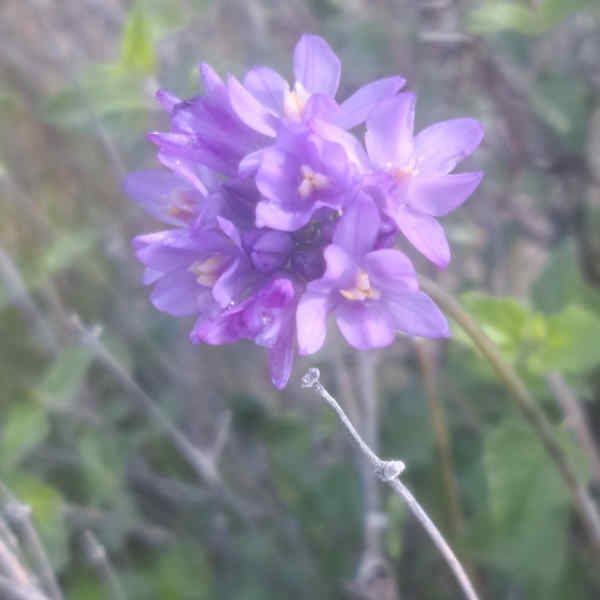 Puple