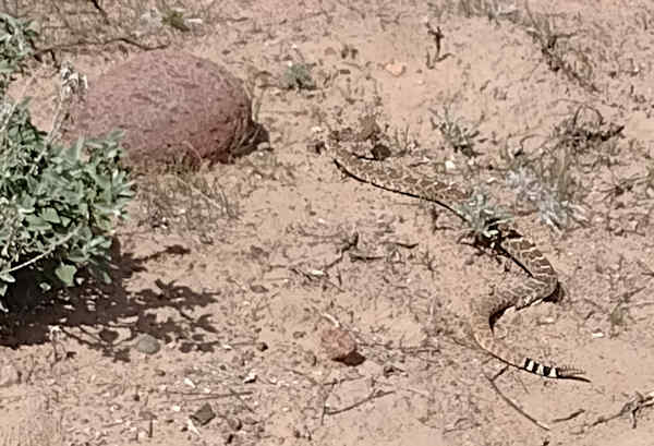 Snake