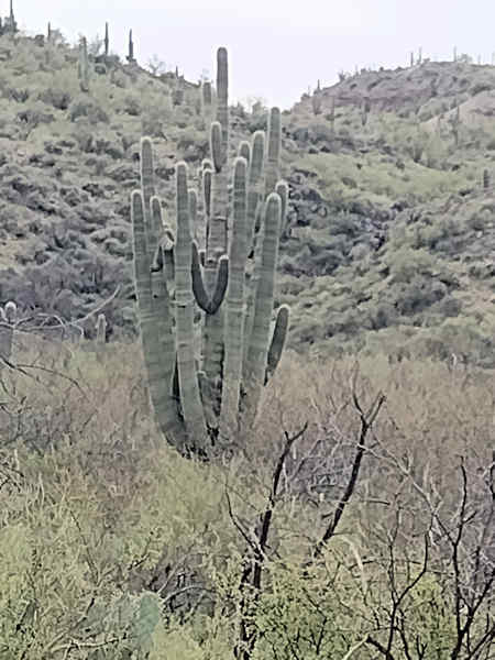 Large