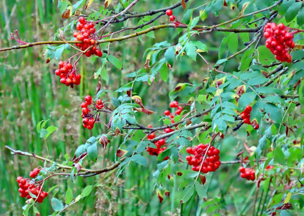 WC08