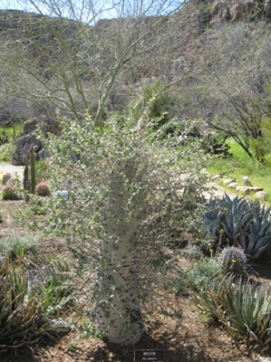 bushes
