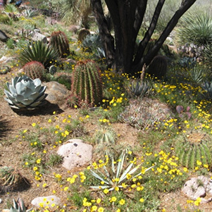 garden