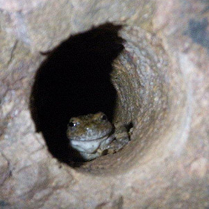 froggy