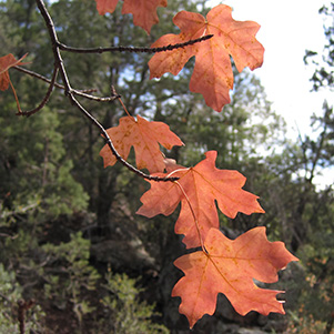 fall