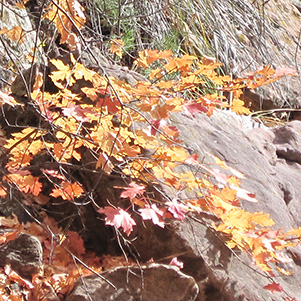 fall
