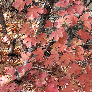 fall