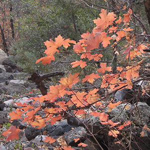 fall