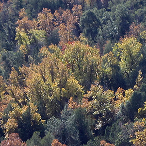 fall