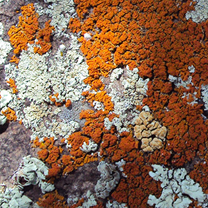lichen