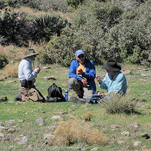 picnic