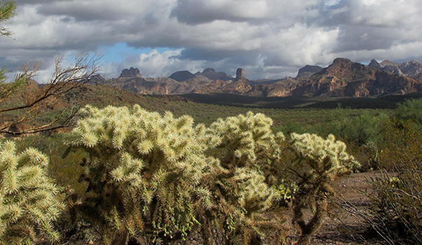 cactus