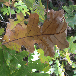leaf