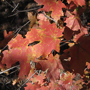 leaves