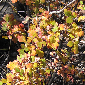 leaves