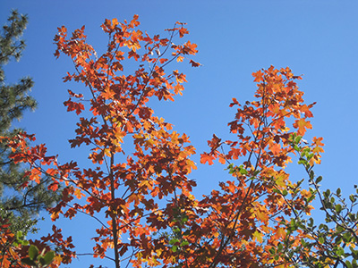 orange