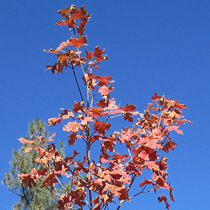 leaves