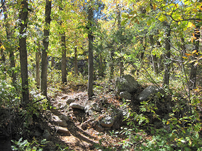 woods