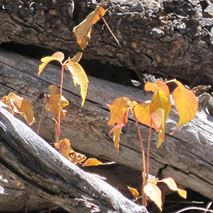 leaves