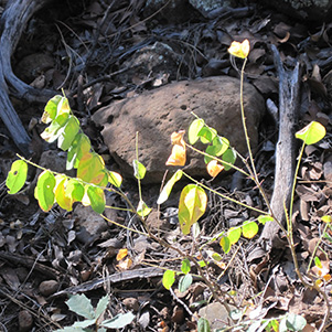 leaves