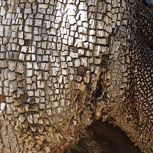 bark
