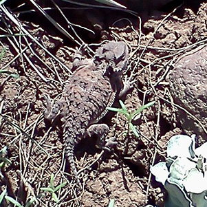 HornedToad_BJ