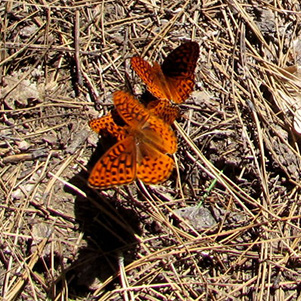 butterfy