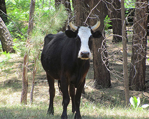 bull