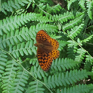 butterfy