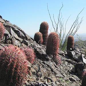cactus