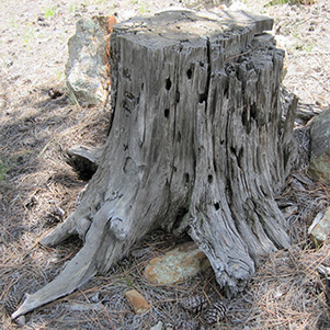 stump