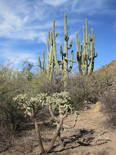 saguaros