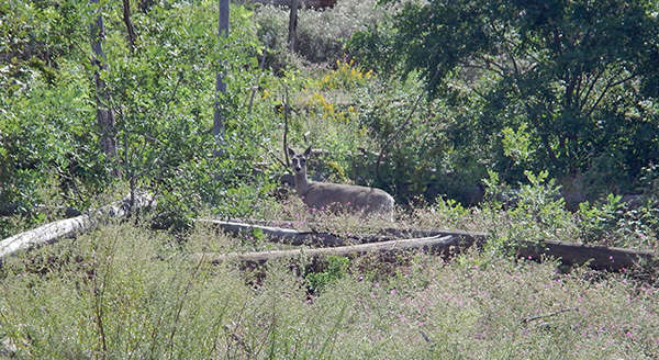 deer