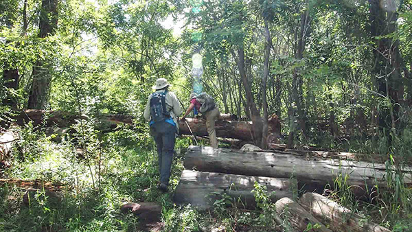 hikers
