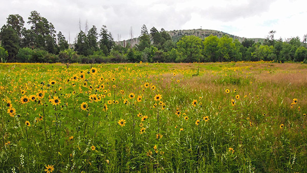 meadow