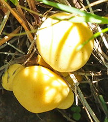 mushroom