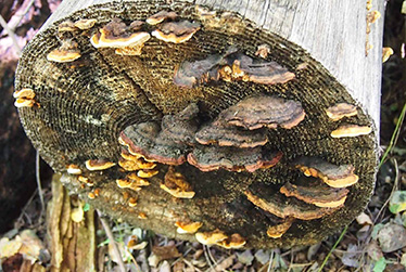 log
