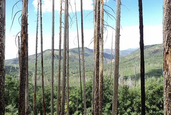 trees