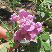 rose
