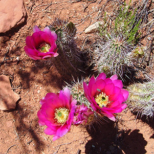 c30_Cactus_Bloom