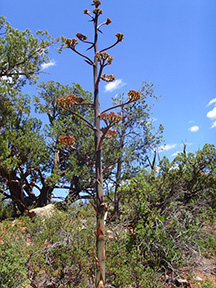 c31_Agave_Bloom